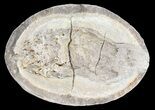 Triassic Fossil Fish (Boreosomus?) In Nodule - Madagascar #53657-2
